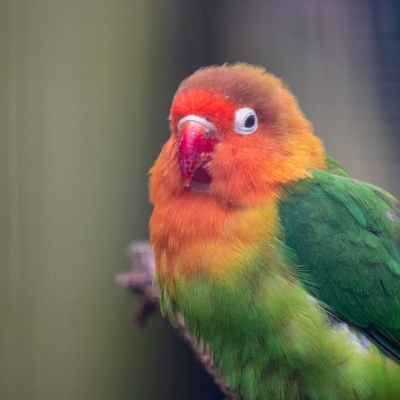 Oiseau d'amour - De Zonnegloed - Refuge pour animaux